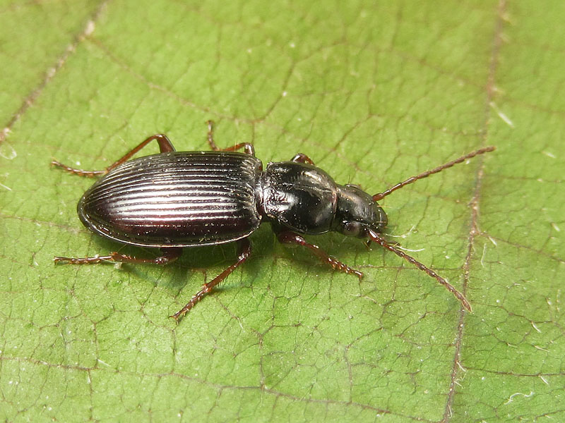 Carabidae: Pterostichus strenuus